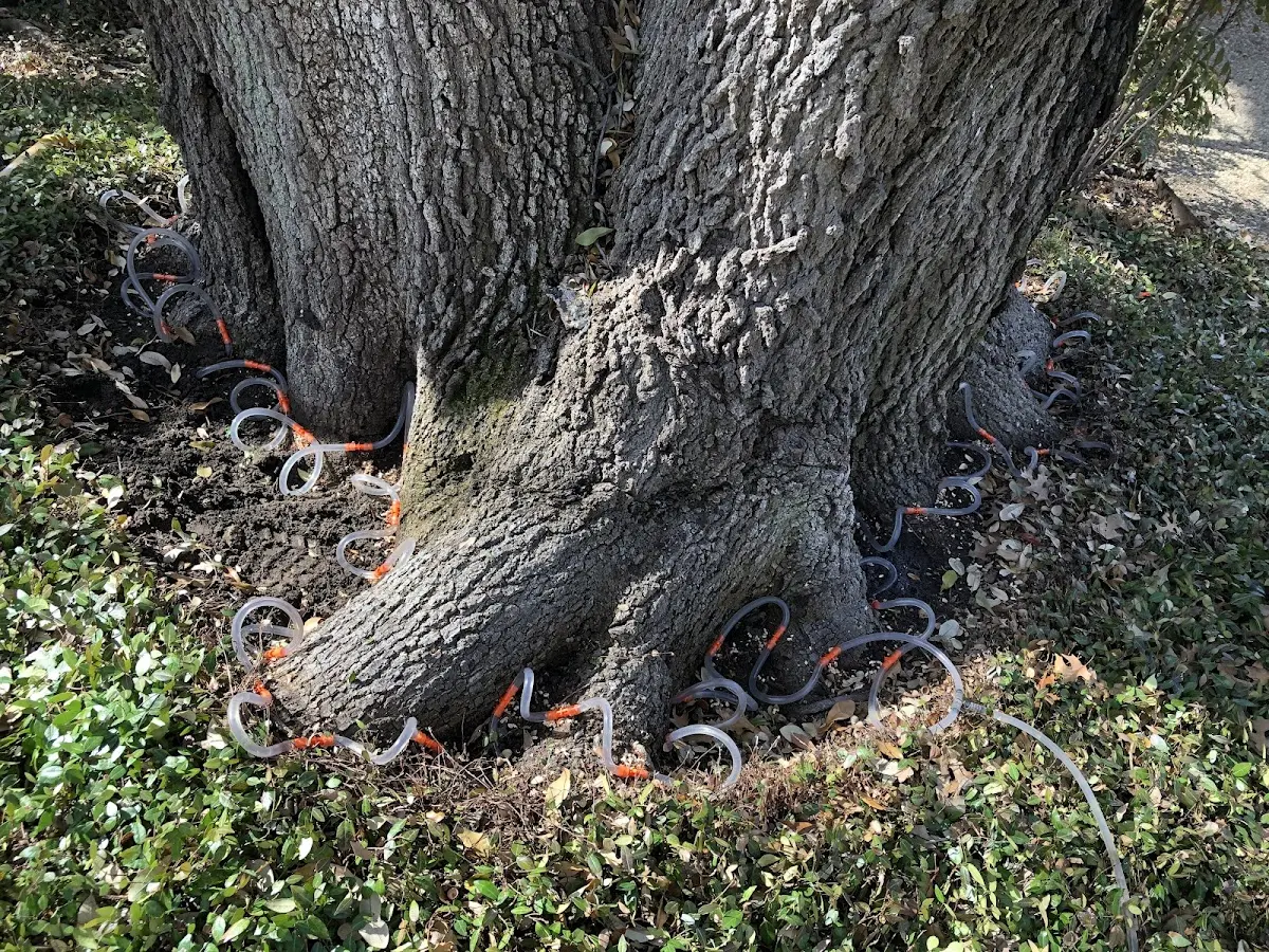 Detailed Tree Cabling and Bracing job site in Upton